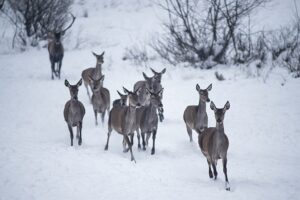 Vendgjuetia̠_Blinaja